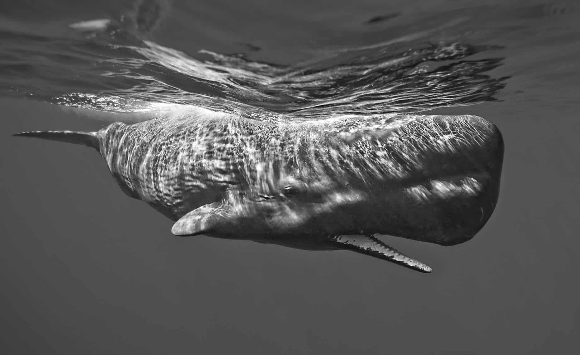Sperm Whale ( Physeter Macrocephalus )
The Largest Toothed Whale And The Largest Brain Of Any Creature Known To Have Lived On Earth.
Taken Under Permit